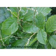 Image result for Petiveria alliacea