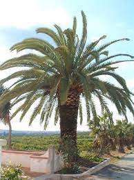 Palm Tree Trimming Palm Tree Trimming Tree Trimming Palm Trees