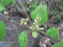 Image result for Commiphora mossambicensis