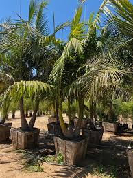 Image result for Archontophoenix alexandrae