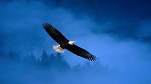 Check spelling or type a new query. Bald Eagle Wallpaper Hd Kolpaper Awesome Free Hd Wallpapers