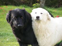 La queue du chien de montagne des pyrénées est bien fournie en poils. Photo De Chien De Montagne Des Pyrenees Gaston Et Cibelle N 492668 Sur Photos Animaux Com