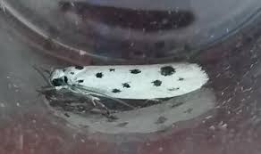 Image result for Ethmia dodecea