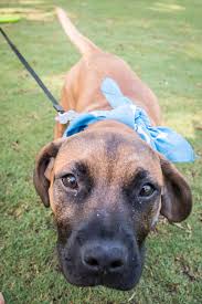 Your adopted kitten has been spayed or neutered. Mutts Take Over Main Street For The Annual Greenville Humane Society Mutt Strut Wlos