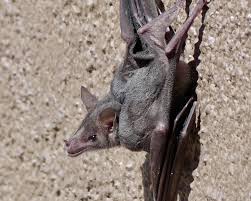 Image result for Cheirostylis lepida