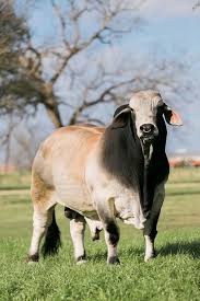 They have a high hunchback, and their head become long in size. 100 Brahman Ideas In 2021 Cattle Brahman Beef Cattle