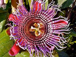 Passionflower design is an earthy, organic florist and gift store located in the heart of eugene, oregon's downtown shopping district. How To Grow Passion Flower Maypop Dengarden
