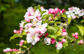 Maybe you would like to learn more about one of these? Know Your Spring Blossom