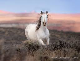 White Horse Wallpaper Hd Horses Beautiful Horses Pretty Horses