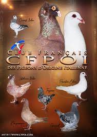 Club Français des Pigeons d'Origine Italienne - CFPOI - Posts | Facebook