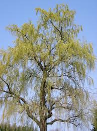 Image result for Salix babylonica