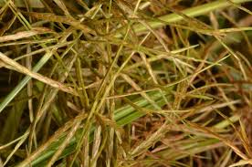 Image result for Cyperus distans