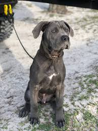 Maybe you would like to learn more about one of these? Take A Powder The Boerboel Blue Coat