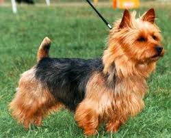 Litchfield national park, litchfield park road, litchfield park nt, australia. New Zealand Australian Terrier Breeders Grooming Dog Puppies Reviews Articles Muamat
