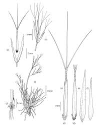 Image result for Aristida recta