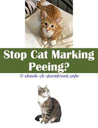 10 Elegant Cat Spray Remover White Vinegar