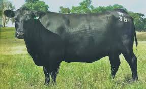 We're very excited to have been able to secure n329 from ardrossan angus. Bowman Angus Bowman Performance Genetics