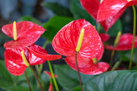This is a good time to divide your plant. Anthurium How To Care For Anthurium Flowers Bbc Gardeners World Magazine