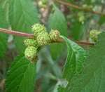 Image result for Lippia javanica