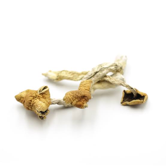 Malabar Coast Mushroom - Dried Magic Shrooms