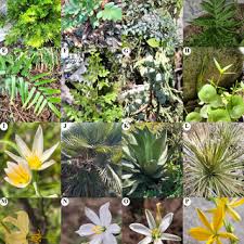Image result for Buchnera strictissima