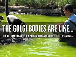 The detroit zoo is home to animals from a to z, including anteaters and zebras and hundreds of other species in between. Cell Analogy By Jennifer Rodriguez