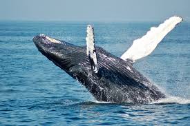 During these trips, the gray whales will travel night and day, moving at an average s. Have We Saved The Whale Yes And No World Economic Forum
