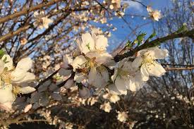 It is not only a beautiful sight to take in, but the fragrance of that many trees in bloom can be quite over powering. Rapunzel Naturkost Organic With Love