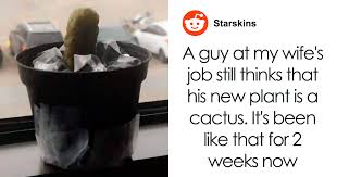 Meme photo display, meme frame, meme wood sign, meme gift, my favorite people call me meme, meme birthday gift, meme christmas gift. Guy Gets Pranked With A Fake Cactus That S Actually A Pickle His Colleagues Replace Every 2 Days Bored Panda