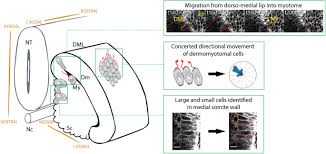 The somites are arranged along the longitudinal axis of the body alongside the neural tube and the chorda. 4d Imaging Reveals Stage Dependent Random And Directed Cell Motion During Somite Morphogenesis Scientific Reports