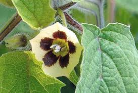 Image result for Physalis peruviana