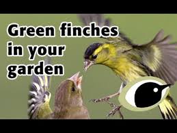 This also makes you more likely to keep on top of core maintenance and cleaning. Bto Bird Id Green Finches In Your Garden Youtube
