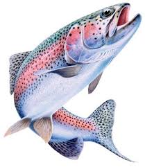 Catch Fish Like A Pro With The Best Fishing App Fishbox Use Easy Weather Forecast Tide And Solunar Tables Rainbow Trout Fishing Fly Fishing Art Fish