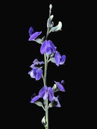 Image result for Neorautanenia mitis