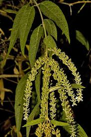 Image result for Buddleja asiatica