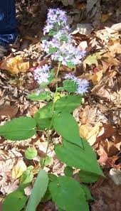 Image result for Indigofera cylindracea