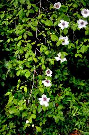 Image result for Melhania virescens