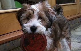 Despite its name, it is not a member of the terrier group. 100 Best Tibetan Terrier Dog Names The Paws