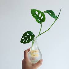 Monstera Obliqua Plantes Aquatiques Interieur Deco Plantes Interieur Planter Des Arbres