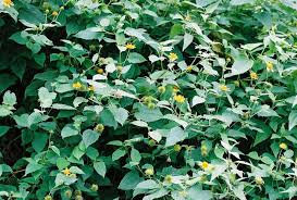Image result for Lipotriche scandens