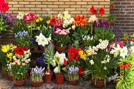 Corners are great spaces for potted plants and flowers. Wall With Collection Of Colorful Spring Flowers In Pots And Containers Stock Photo Picture And Royalty Free Image Image 9496978