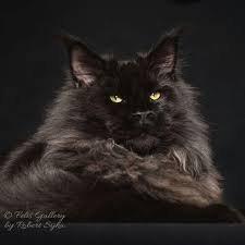 Deep Secret Hayvan Cats Kedi