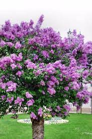 Lilac Trees Are A Good Choice For Most Any Landscape Lilacs Have Large Puffy Colorful Blooms In Spring But Some V Lilac Tree Flowering Trees Lilac Bushes