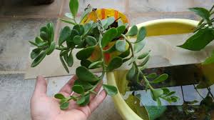 Combine this with longer trailing succulents or a rosette succulent for a truly incredible display. 10 Best Succulents For Hanging Baskets Planted Shack
