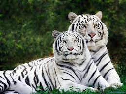 Download Free Wallpapers Wild Animals Wallpapers Tiger Pictures Wild Animal Wallpaper Pet Tiger