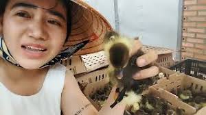 VỊT XIÊM LAI PHÁP, NGAN PHÁP LOẠI 1 NÔNG TRẠI COI ÚT 0976629090