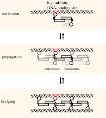 A mutation can arise spontaneously without apparent cause, or in response to radiation, ultraviolet light, certain chemicals, or viruses. The Architects Of Bacterial Dna Bridges A Structurally And Functionally Conserved Family Of Proteins Open Biology