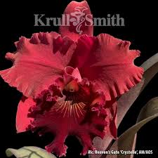 Image result for Faurea discolor