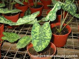 Alocasia 'hilo beauty' thrives best in bright, indirect light but will survive in shade. Caladium Praetermissum Bogner Hett