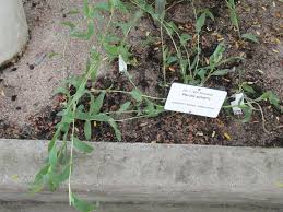 Image result for Perotis patens